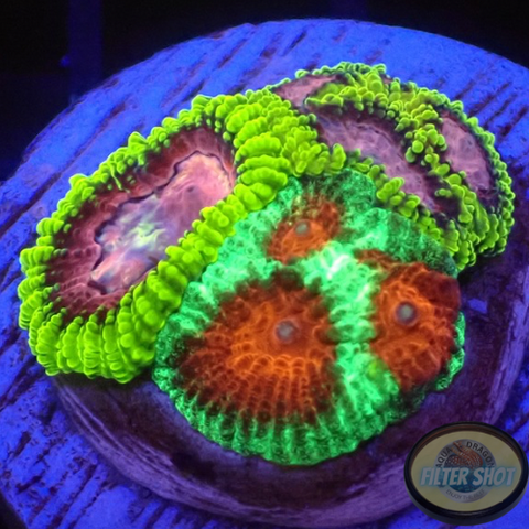 Favia spp. “Fusion” WYSIWYG