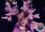 Montipora spp. „Bubble Gum“ WYSIWYG „AD Special“