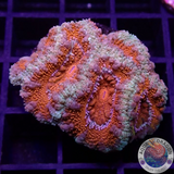 Micromussa spp. „Deep O“ WYSIWYG „AD Special“