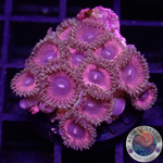 Krustenanemonen „Hallacious“ WYSIWYG