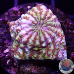 Echinophyllia spp. „Hypnotic Zombie“ WYSIWYG „AD Special“