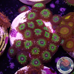 Krustenanemonen „Brazil“ WYSIWYG