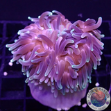 Macrodactyla doreensis WYSIWYG