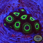 Krustenanemonen “Mean Green” WYSIWYG