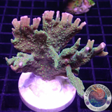 Montipora stellata „Star Wars“ WYSIWYG „AD Special“