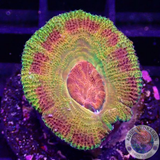 Micromussa spp. „Odyssee“
