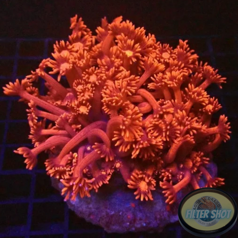 Goniopora spp. „Flame Flower“ WYSIWYG