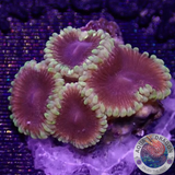 Krustenanemonen „Mesosphere“ WYSIWYG