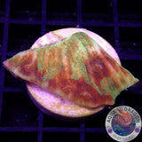 Echinophyllia spp. „Raja Rampage“ WYSIWYG