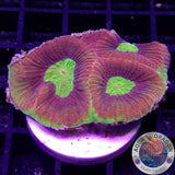 Goniastrea spp. „Dragon Soul“ 🐉 AD Special