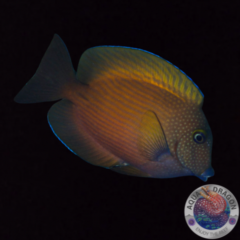 Ctenochaetus cyanocheilus „Blaulippen-Borstenzahndoktor“ S