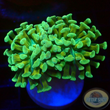 Euphyllia paraancora „Raw Gold“