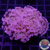 Euphyllia baliensis „Voodoo“ WYSIWYG „AD Special“