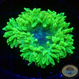 Entacmaea quadricolor „Toxic“