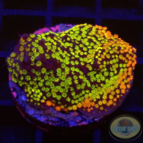 Montipora spp. „Rainbow“