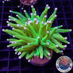 Euphyllia glabrescens „Holy Grail“