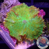 Rhodactis spp. „Tequila Sunrise“ AD Special