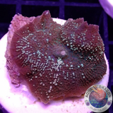 Discosoma spp. „Pearl Drop“ WYSIWYG