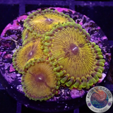 Krustenanemonen „Soprano“ WYSIWYG