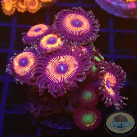 Krustenanemonen „Mixi Daisy“ WYSIWYG