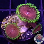 Krustenanemonen “Chili”