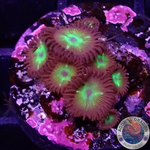 Krustenanemonen “Hulk” WYSIWYG
