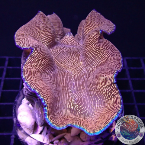 Tridacna derasa WYSIWYG