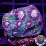 Mycedium spp. „Wild Raja“ WYSIWYG „AD Special“