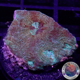 Acanthastrea echinata „Moony“ WYSIWYG