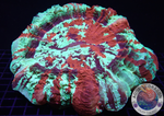 Acanthophyllia deshayesiana „Master Bleeding Apple“