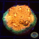 Echinophyllia spp. „Toxic Rim“ WYSIWYG „AD Special“