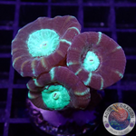 Caulastraea spp. „Toxic Mirror“ WYSIWYG
