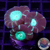 Caulastraea spp. „Toxic Mirror“ WYSIWYG