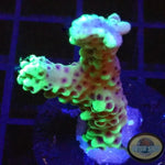 Montipora capitata “Berry” WYSIWYG