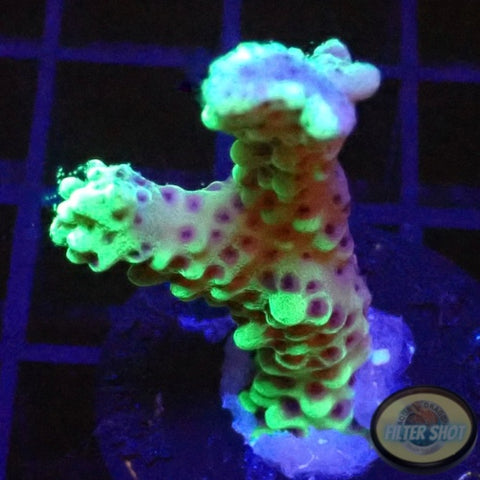 Montipora capitata “Berry” WYSIWYG