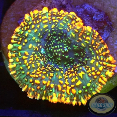 Rhodactis spp. “Picasso” WYSIWYG “AD Special”