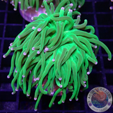 Euphyllia glabrescens „Toxic Blueberry“