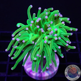 Euphyllia glabrescens „Holy Grail“