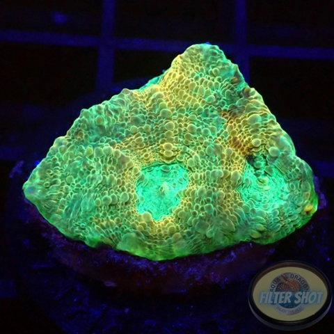 Acanthastrea echinata „Moony“ WYSIWYG