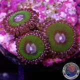 Krustenanemonen „Pink Krakatoa“ WYSIWYG