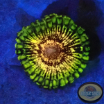 Krustenanemonen „Adonis“