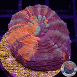 Homophyllia australis „Warpaint“ WYSIWYG