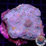 Echinophyllia spp. „Sky High“ WYSIWYG