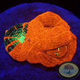 Homophyllia bowerbanki „Warpaint“ WYSIWYG