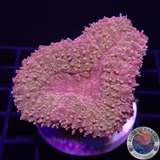 Lobophyllia spp. „Orange Cushion“ WYSIWYG