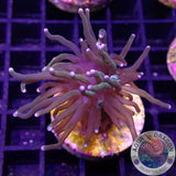 Euphyllia glabrescens „USA“ WYSIWYG „AD Special“