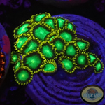 Krustenanemonen „Radioactive“ WYSIWYG