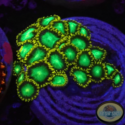 Krustenanemonen „Radioactive“ WYSIWYG