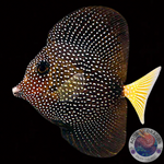 Zebrasoma gemmatum "Mauritius Segelflossen Doktor"
