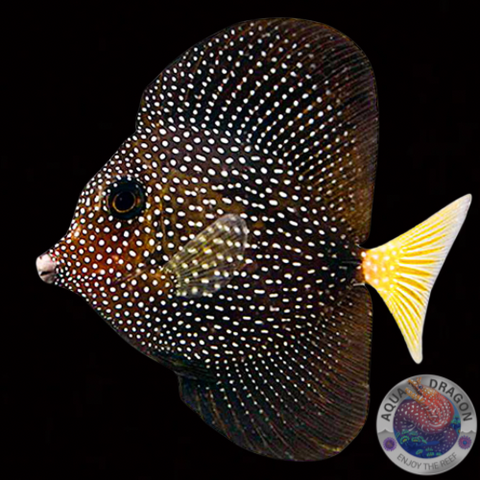 Zebrasoma gemmatum "Mauritius Segelflossen Doktor"